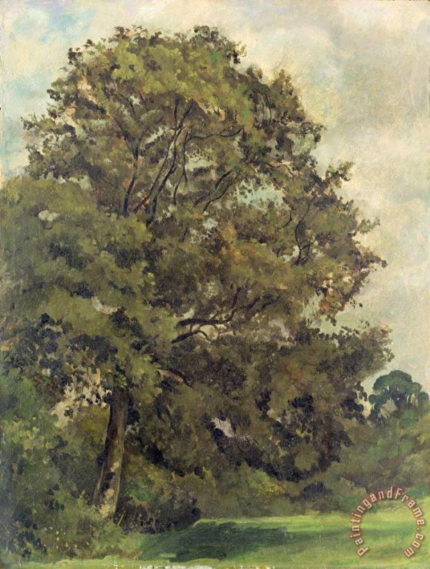 Study of an Ash Tree painting - Lionel Constable Study of an Ash Tree Art Print