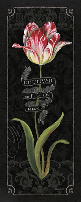 Lisa Audit Tulipa Botanica III Art Print