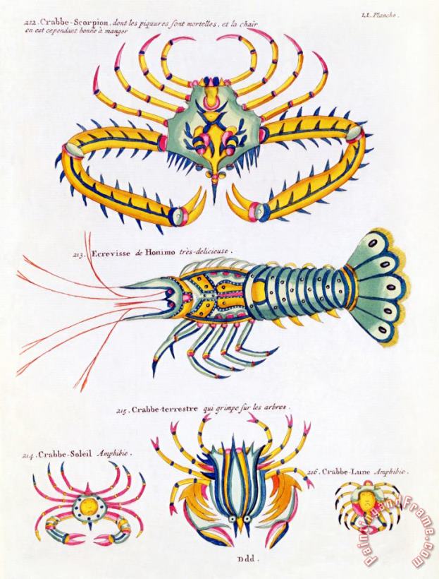 Crabs And Crayfish painting - Louis Renard Crabs And Crayfish Art Print