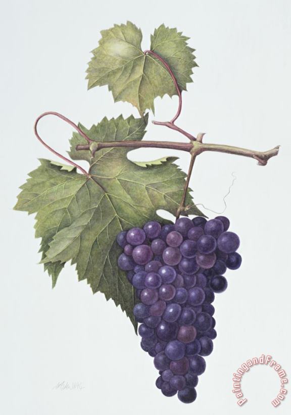 Grapes painting - Margaret Ann Eden Grapes Art Print