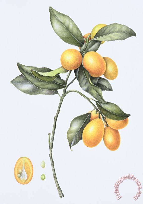 Margaret Ann Eden Kumquat Art Print