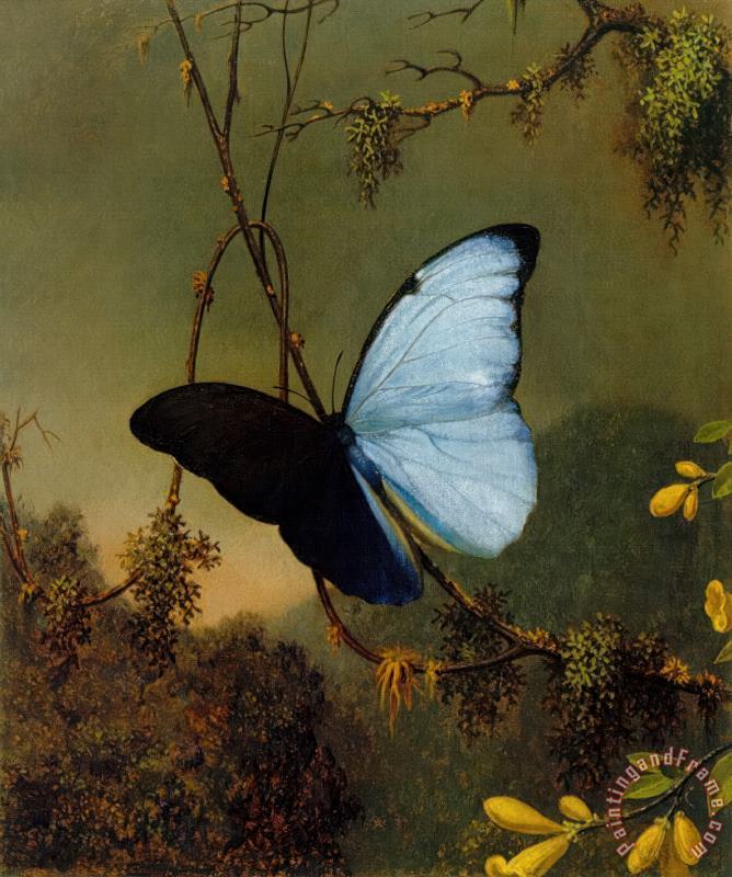Blue Morpho Butterfly painting - Martin Johnson Heade Blue Morpho Butterfly Art Print