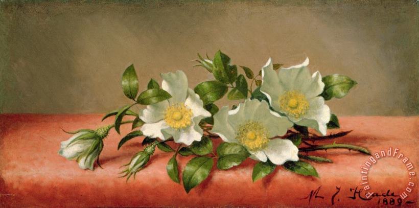 Cherokee Roses painting - Martin Johnson Heade Cherokee Roses Art Print
