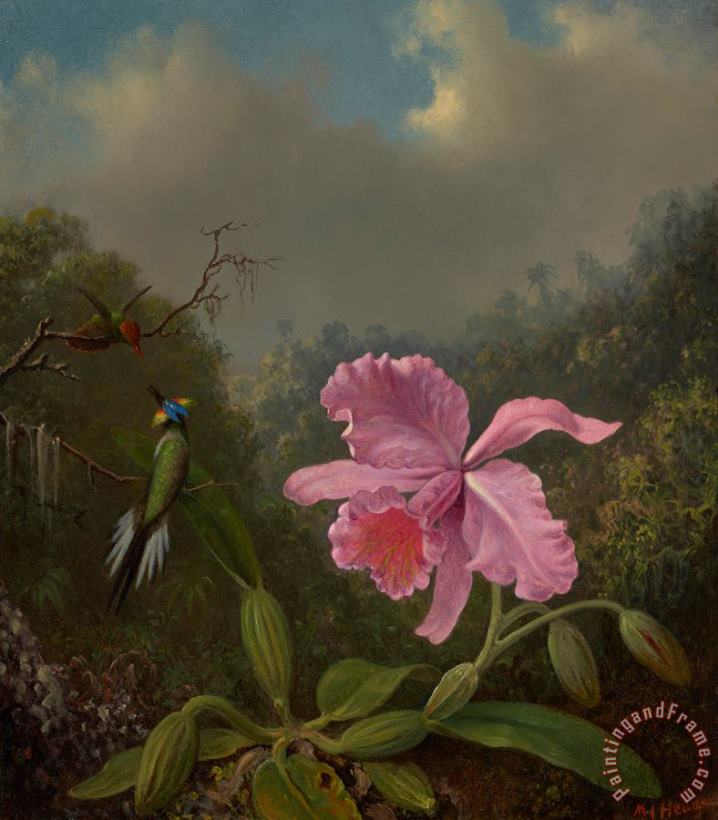 Fighting Hummingbirds with Pink Orchid painting - Martin Johnson Heade Fighting Hummingbirds with Pink Orchid Art Print