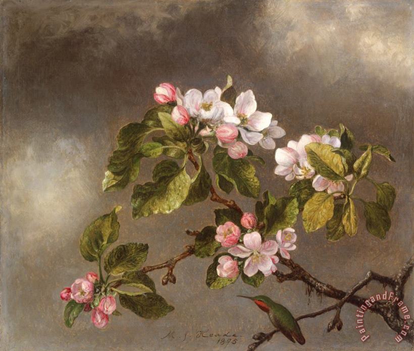Hummingbird And Apple Blossoms painting - Martin Johnson Heade Hummingbird And Apple Blossoms Art Print