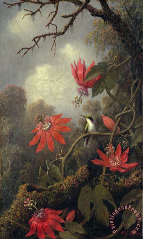 hummingbird and passion flowers painting - Martin Johnson Heade hummingbird and passion flowers Art Print