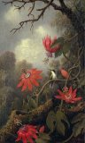 hummingbird and passion flowers by Martin Johnson Heade