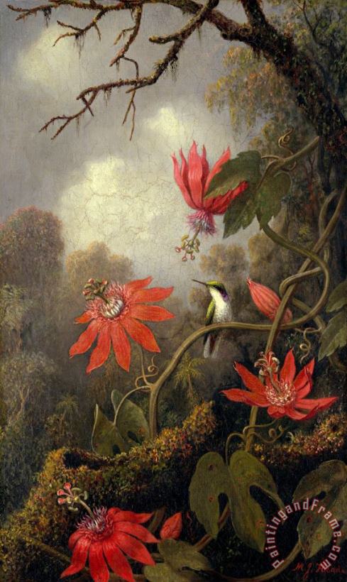 Hummingbird And Passionflowers painting - Martin Johnson Heade Hummingbird And Passionflowers Art Print