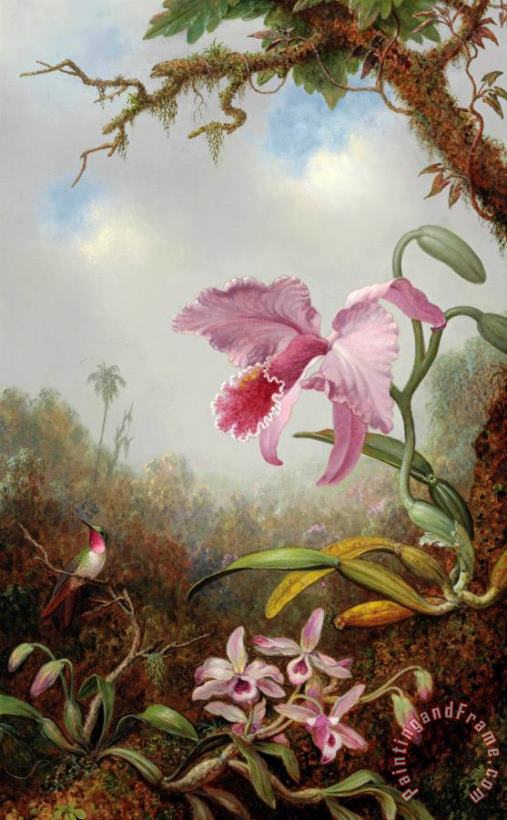 Martin Johnson Heade Hummingbird And Two Types of Orchids Art Print