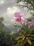 Hummingbird Perched on The Orchid Plant by Martin Johnson Heade