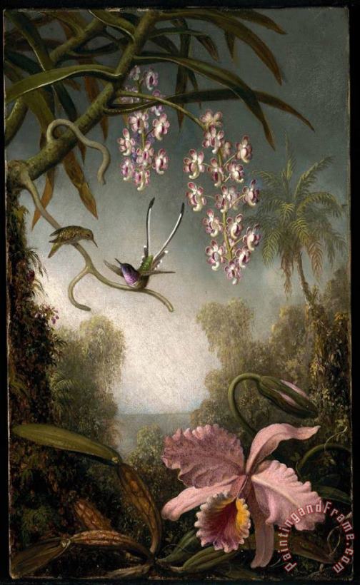 Martin Johnson Heade Orchids And Spray Orchids with Hummingbird Art Painting