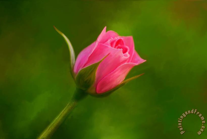 Blooming Pink Rose painting - Michael Greenaway Blooming Pink Rose Art Print