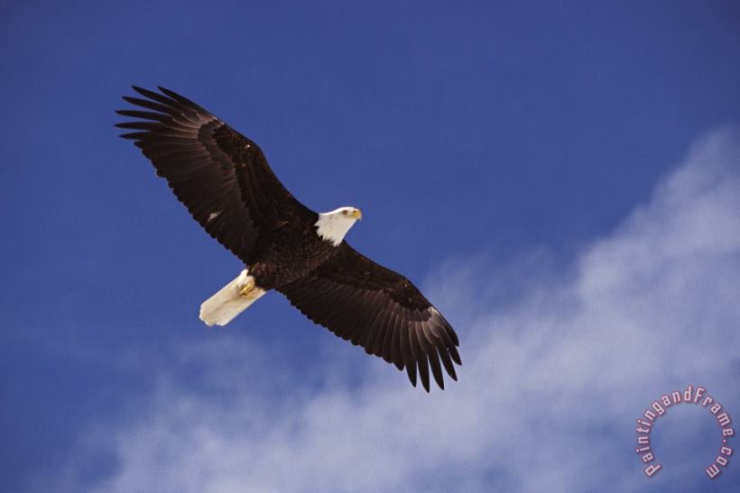 Others Alaska. Bald Eagle Flying Art Painting