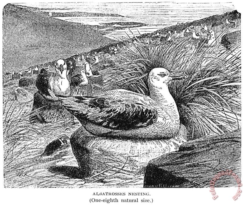 Others Albatross Art Painting