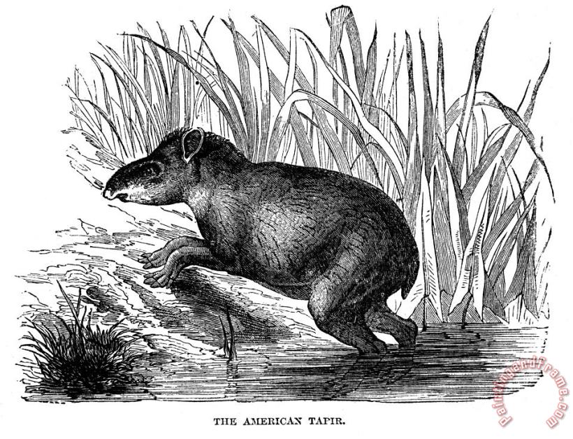 American Tapir painting - Others American Tapir Art Print