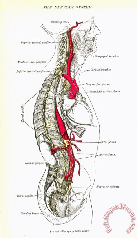 Anatomy: Nervous System painting - Others Anatomy: Nervous System Art Print
