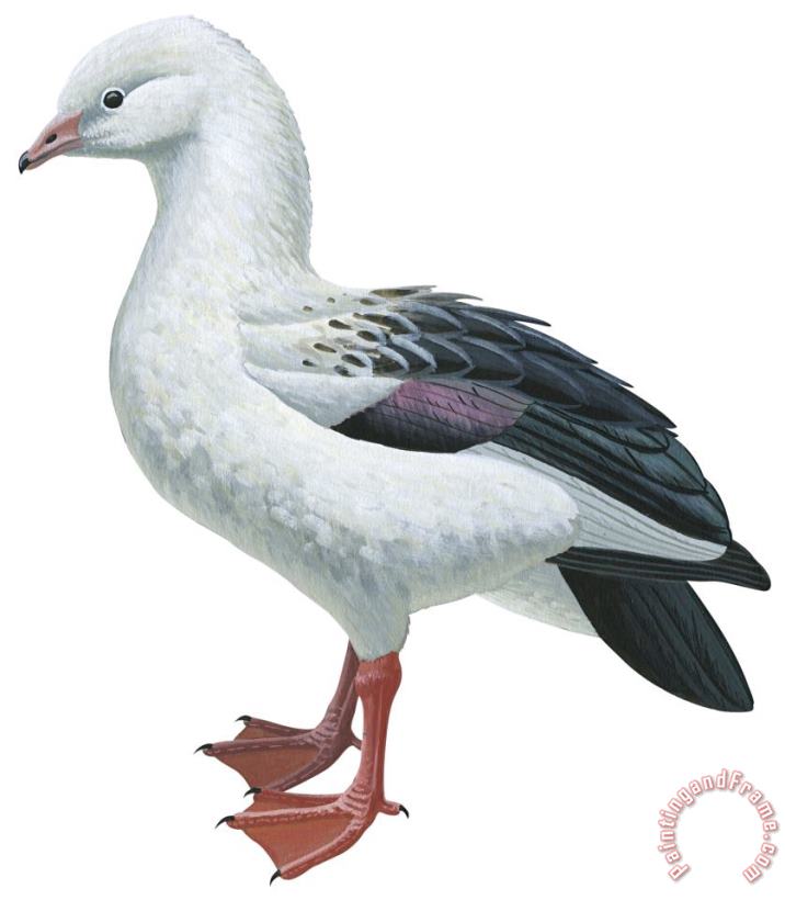 Andean Goose painting - Others Andean Goose Art Print