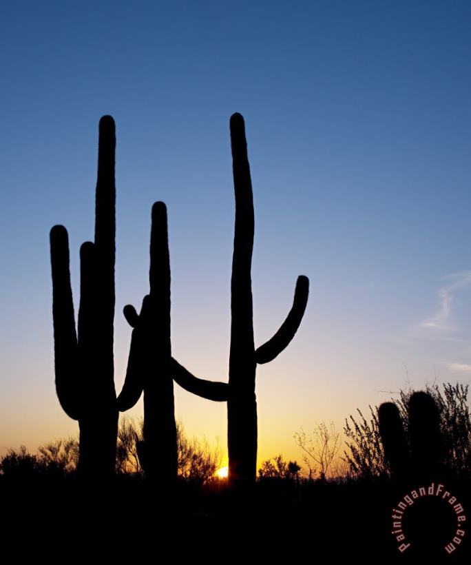 Others Arizona: Cacti, 2008 Art Painting