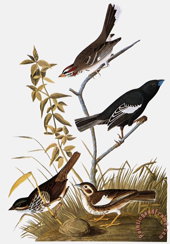Audubon: Bunting painting - Others Audubon: Bunting Art Print