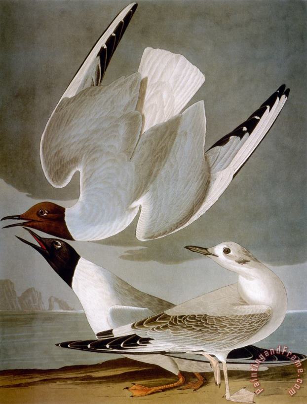 Audubon: Gull painting - Others Audubon: Gull Art Print