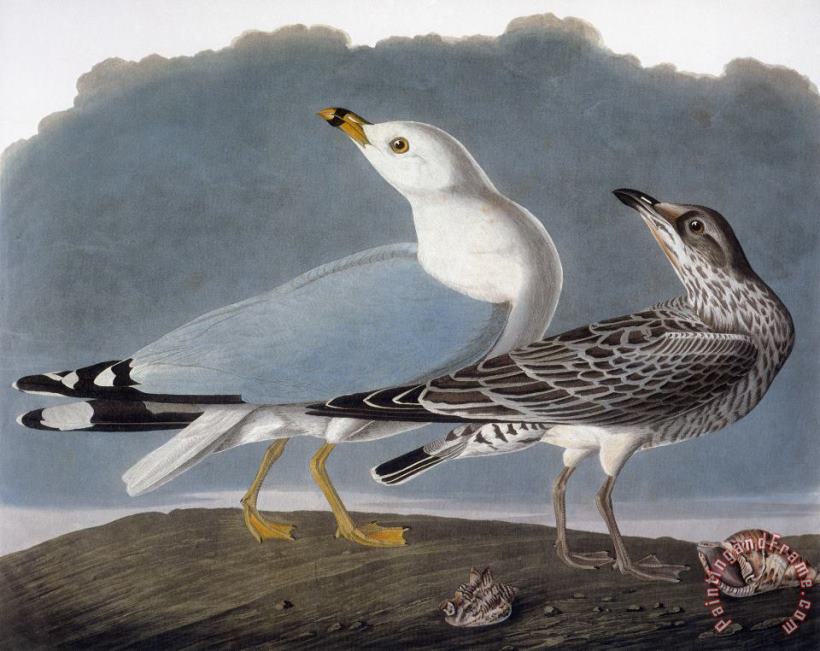 Others Audubon: Gull Art Print