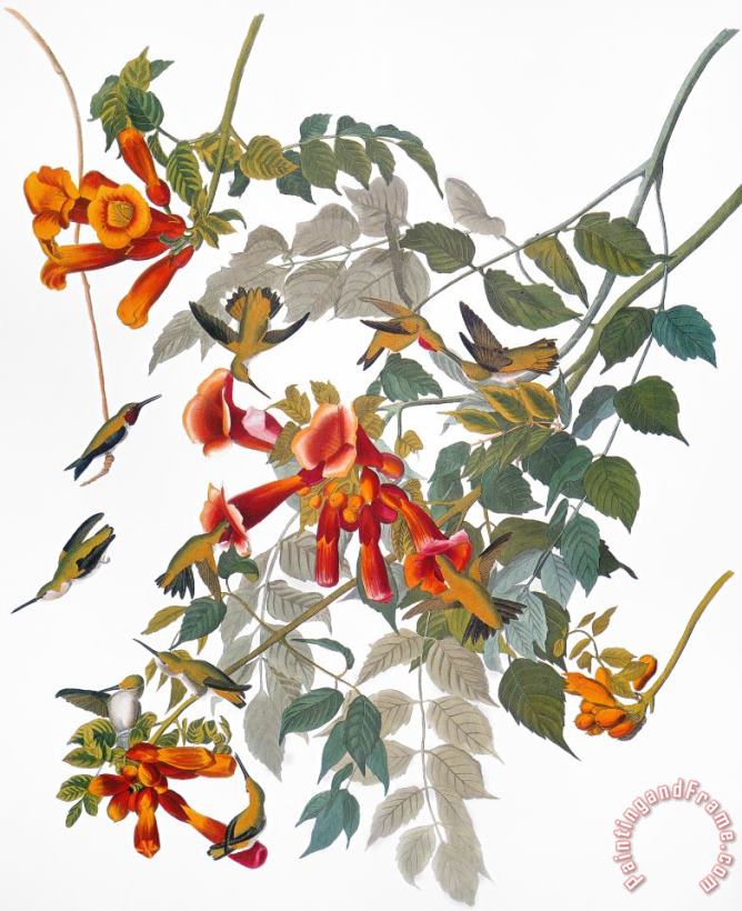 Audubon: Hummingbird painting - Others Audubon: Hummingbird Art Print