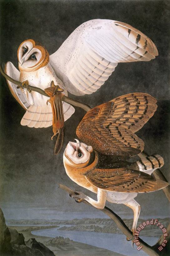 Audubon: Owl painting - Others Audubon: Owl Art Print