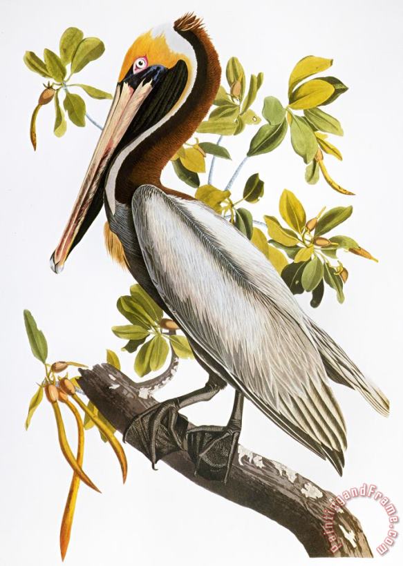Audubon: Pelican painting - Others Audubon: Pelican Art Print