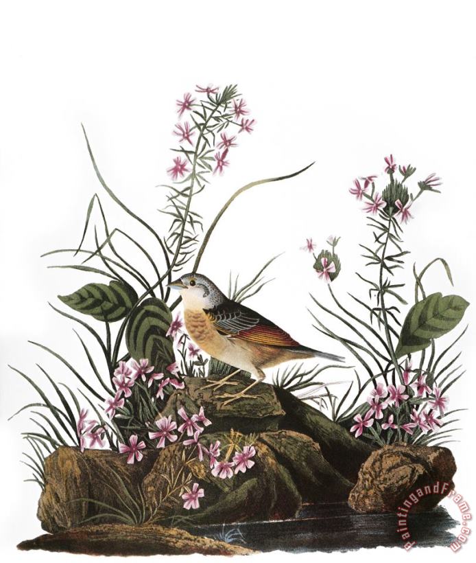 Audubon: Sparrow, (1827-38) painting - Others Audubon: Sparrow, (1827-38) Art Print