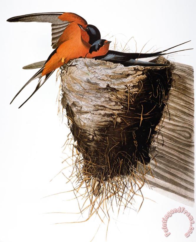 Others Audubon: Swallow Art Painting