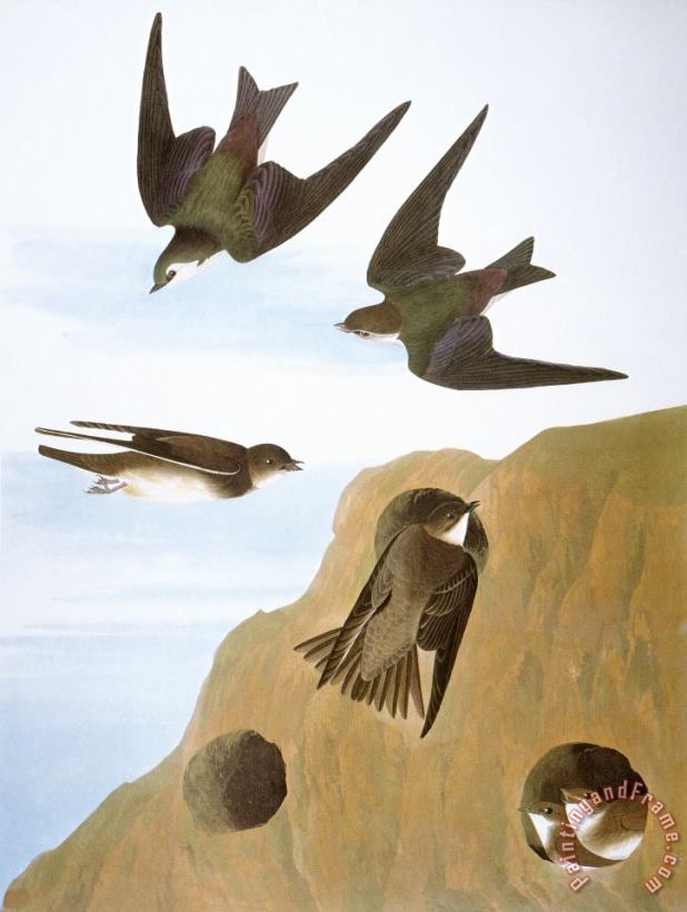 Audubon: Swallows, 1827-38 painting - Others Audubon: Swallows, 1827-38 Art Print