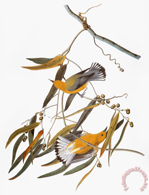 Audubon: Warbler painting - Others Audubon: Warbler Art Print