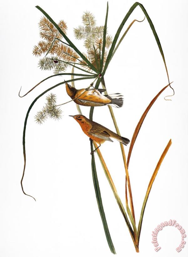 Others Audubon: Warbler, (1827) Art Painting