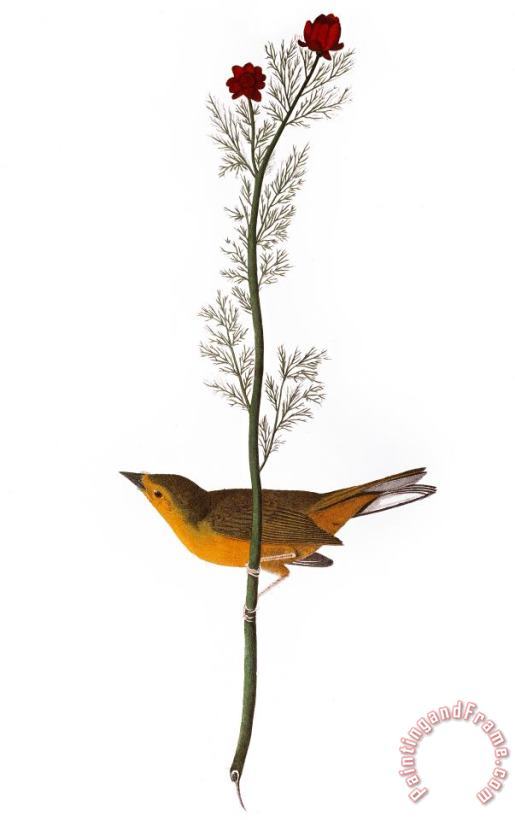 Audubon: Warbler, (1827) painting - Others Audubon: Warbler, (1827) Art Print