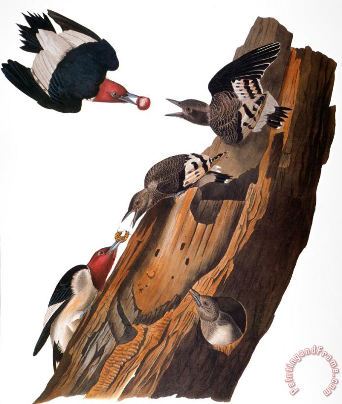 Others Audubon: Woodpecker Art Print