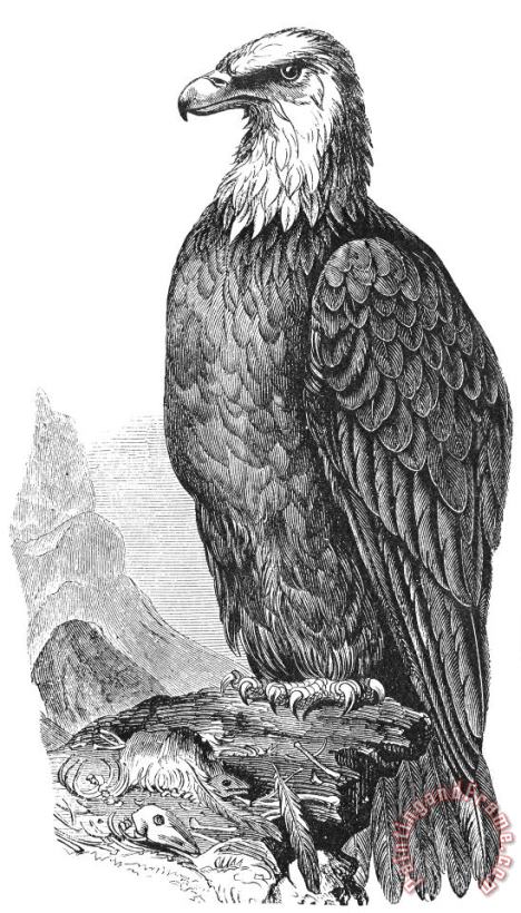 Bald Eagle painting - Others Bald Eagle Art Print