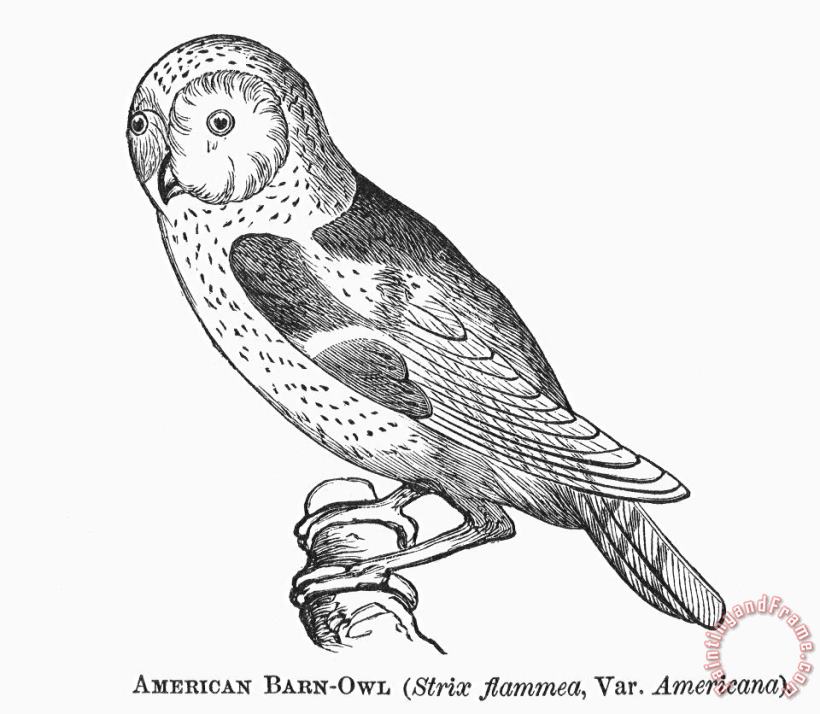Others Barn Owl, 1877 Art Print
