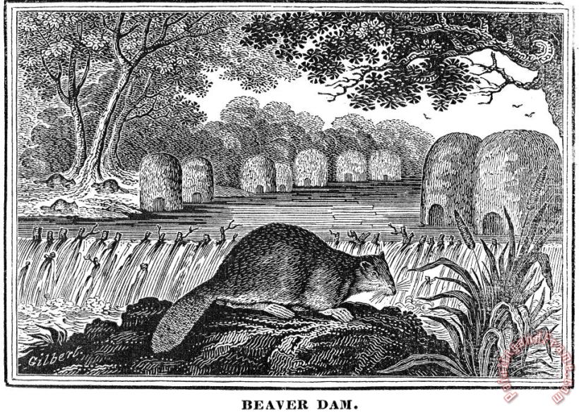 Beaver painting - Others Beaver Art Print