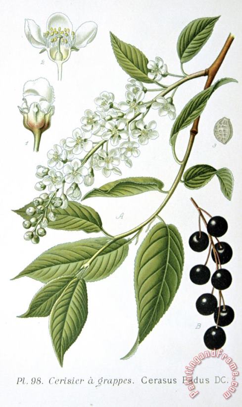 Others Bird Cherry Cerasus Padus Or Prunus Padus Art Painting