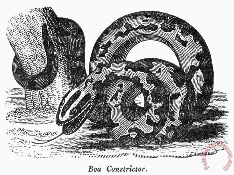Others Boa Constrictor Art Painting
