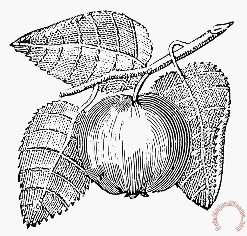 Botany: Apple painting - Others Botany: Apple Art Print