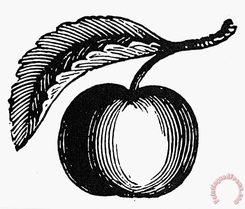 Botany: Apple painting - Others Botany: Apple Art Print