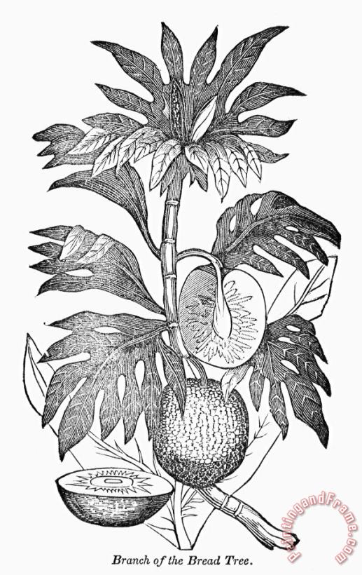 Botany: Breadfruit Tree painting - Others Botany: Breadfruit Tree Art Print