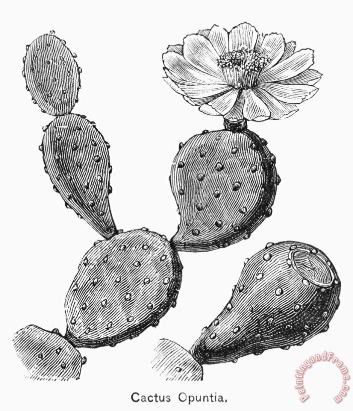 Others Botany: Cactus Art Print