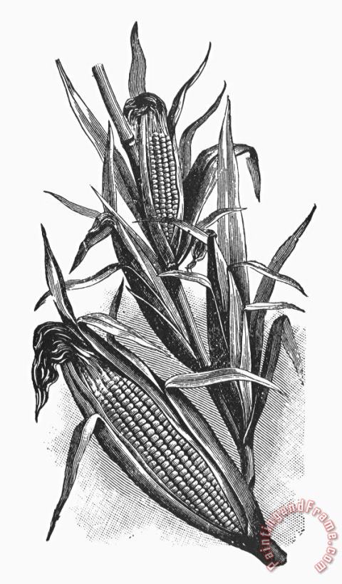 Botany: Corn painting - Others Botany: Corn Art Print