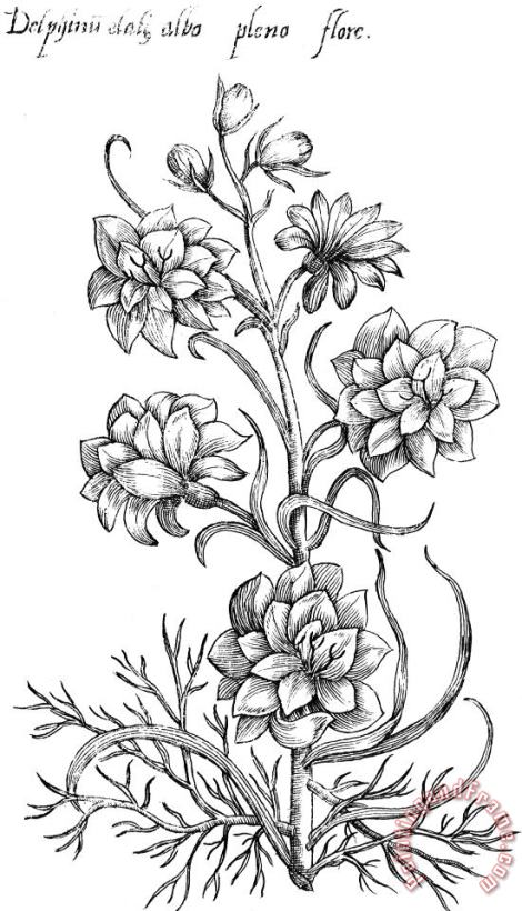 Others Botany: Larkspur, 1612 Art Painting