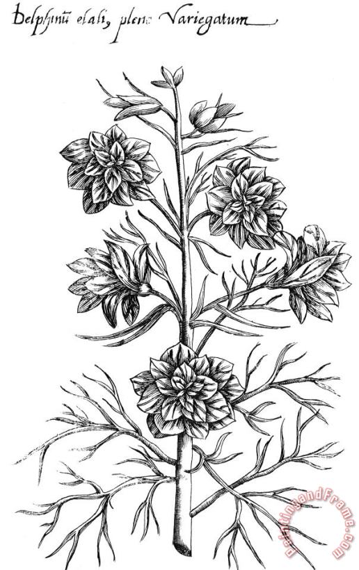 Botany: Larkspur, 1612 painting - Others Botany: Larkspur, 1612 Art Print