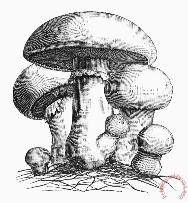 Botany: Mushroom painting - Others Botany: Mushroom Art Print
