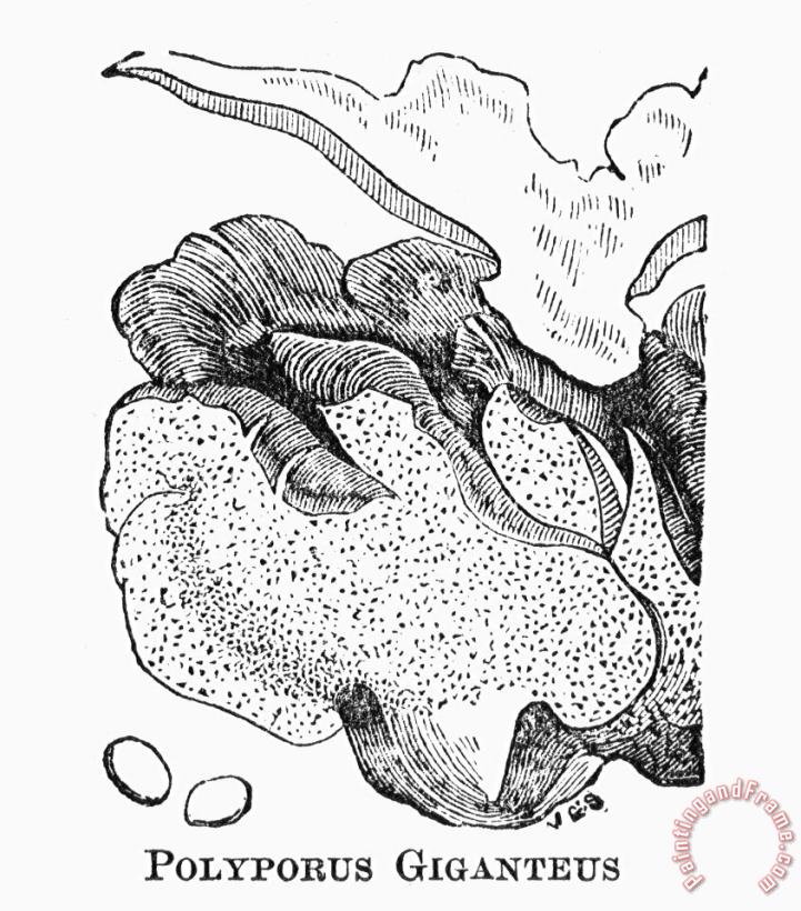 Others Botany: Mushroom Art Print
