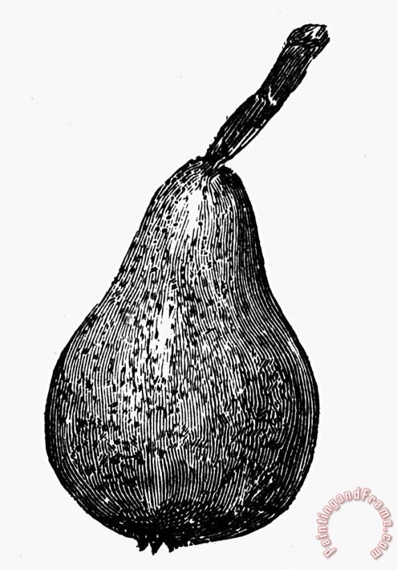 Botany: Pear painting - Others Botany: Pear Art Print